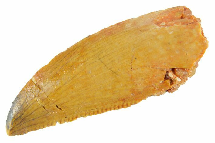 Serrated Raptor Tooth - Real Dinosaur Tooth #364854